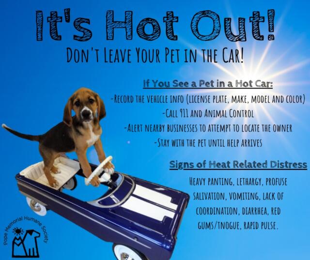 Hot Weather Reminders For Pet Care | Pope Memorial Humane Society